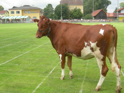 Fladenroulette 2011 – Foto 23
